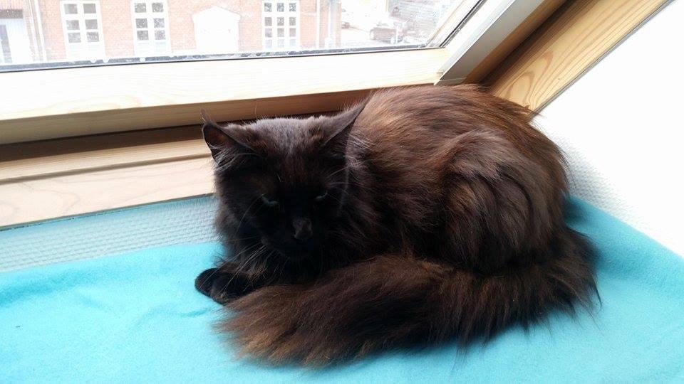 Maine Coon DK Abby Coon's Wild Tango billede 7