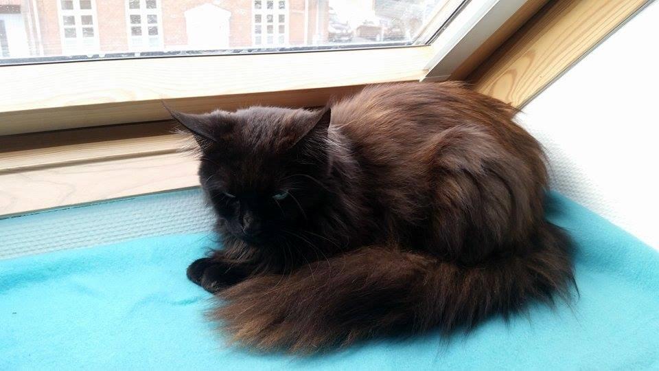 Maine Coon DK Abby Coon's Wild Tango billede 8