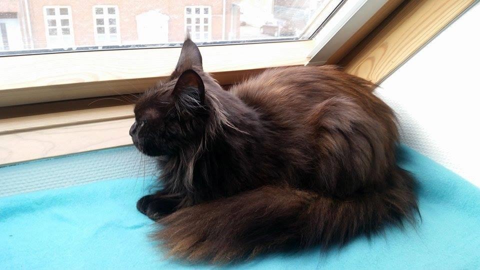 Maine Coon DK Abby Coon's Wild Tango billede 9