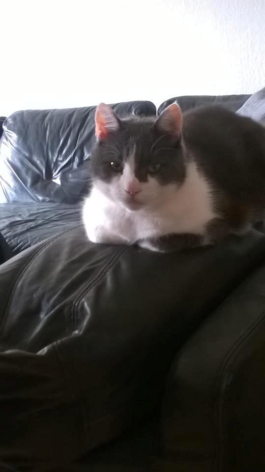 Huskat Trold billede 22