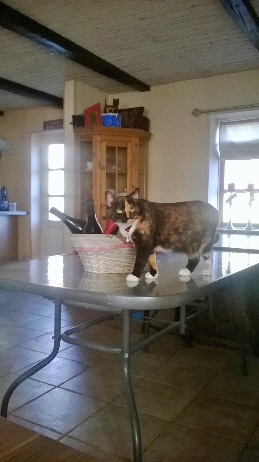 Huskat Dixie - dixie "hvor kom det bord fra " det plejer ikke være her ....  billede 14