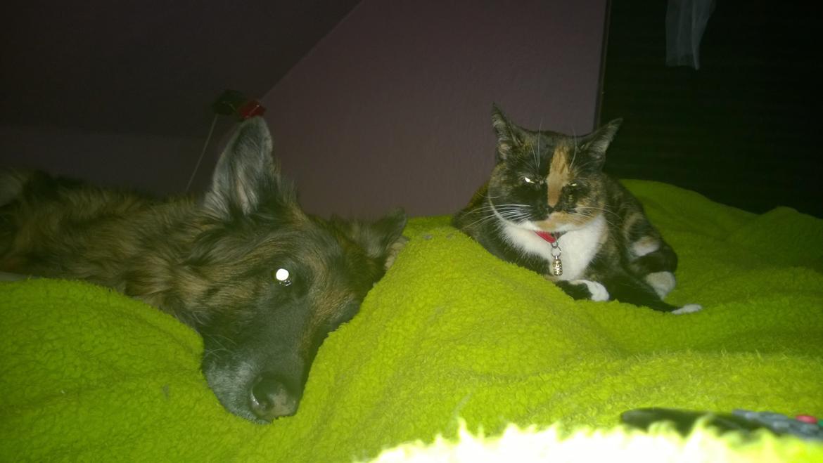 Huskat Dixie - putter med Sprite ❤️ billede 16