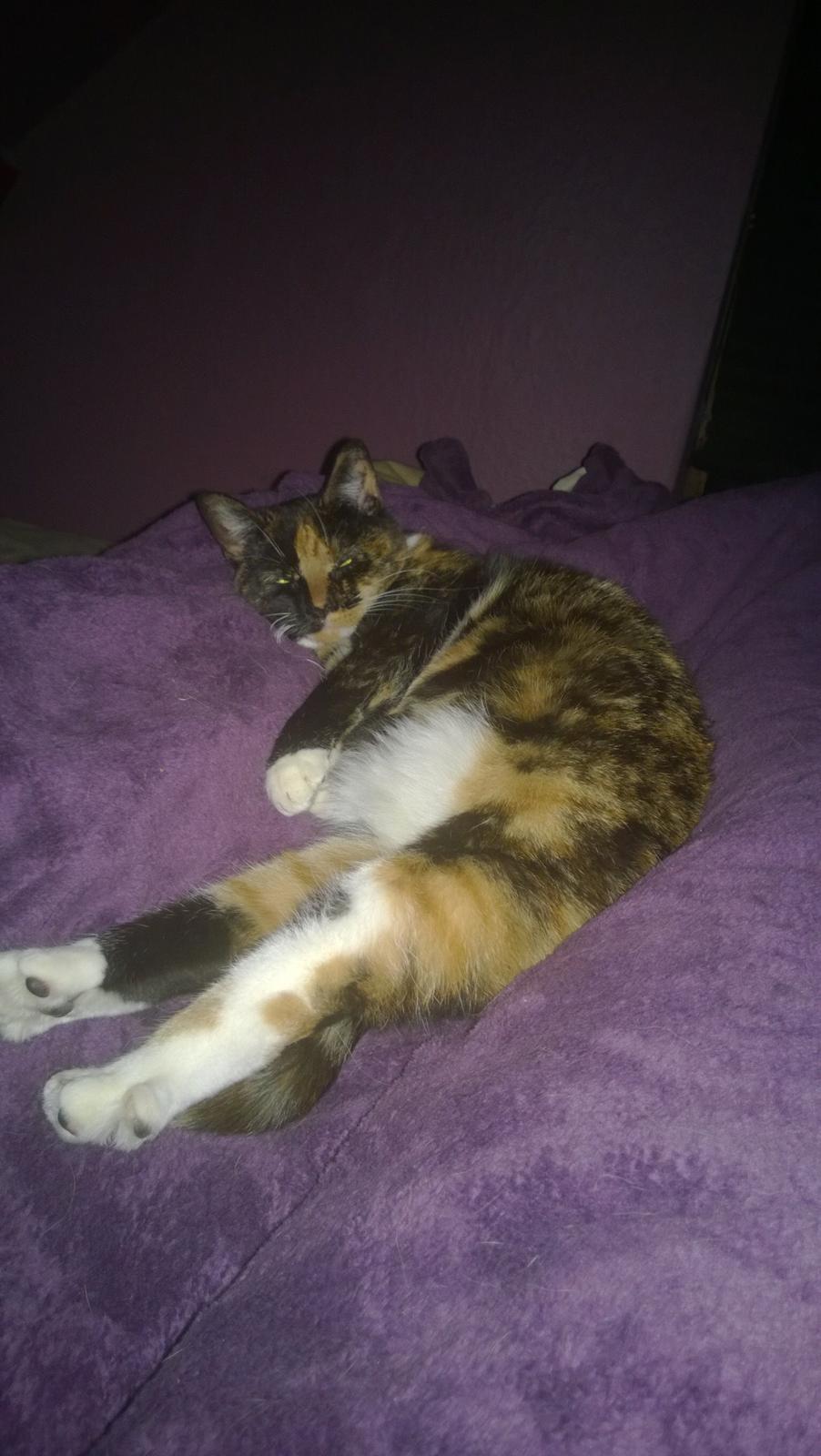 Huskat Dixie - dejligt at flyde ud 🐾 billede 17