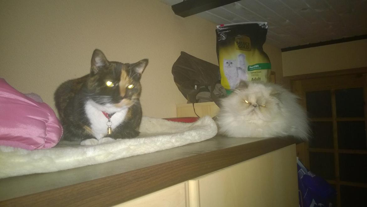 Huskat Dixie - Dixie Og Ally 💞 billede 18