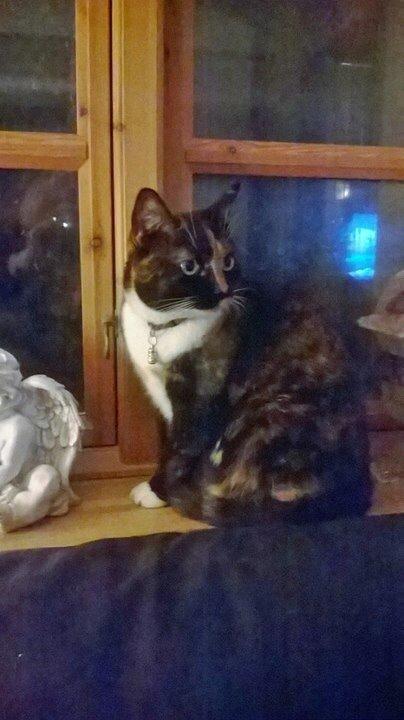 Huskat Dixie - smuksak ..... 💖 billede 19