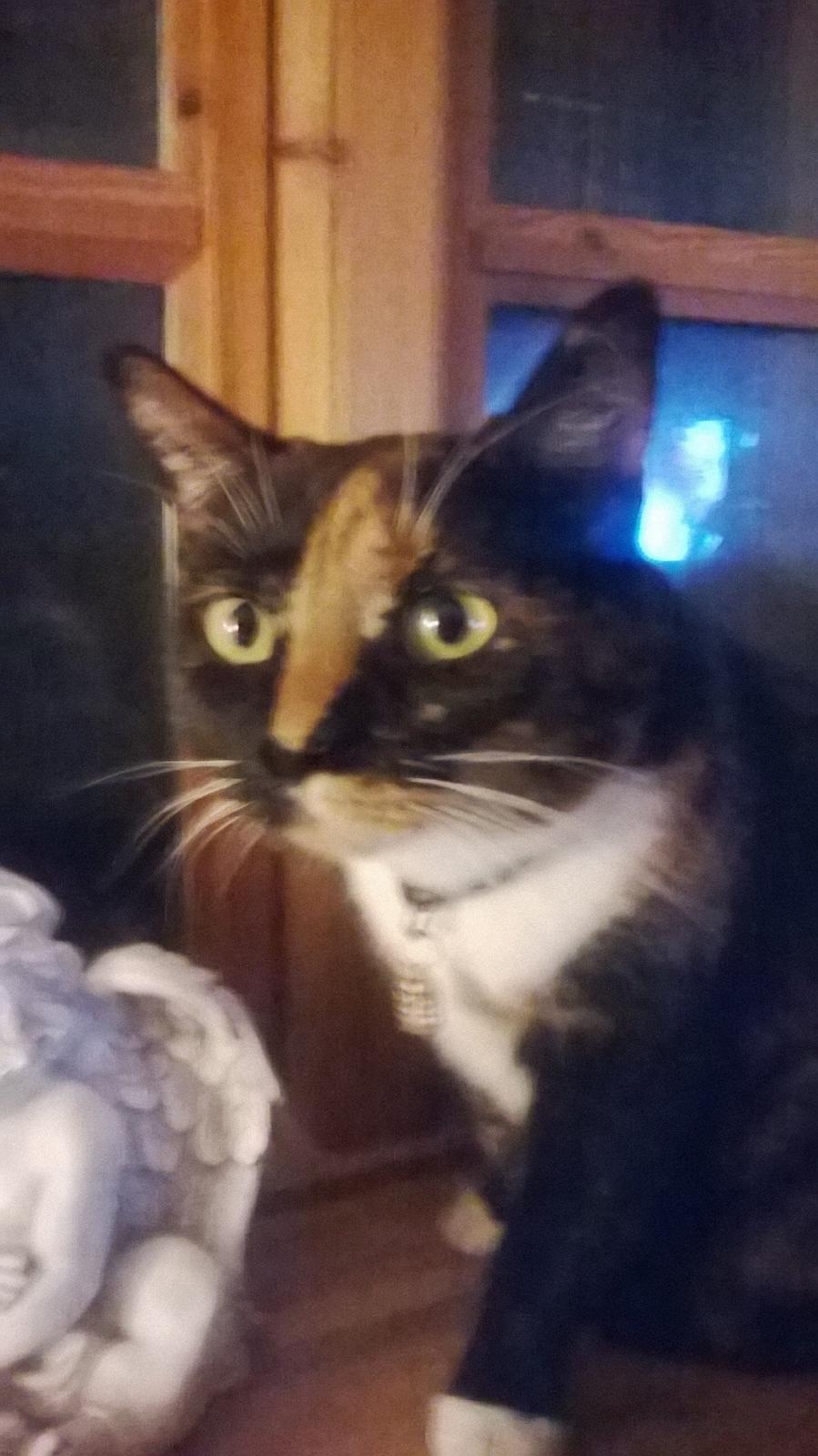 Huskat Dixie billede 15