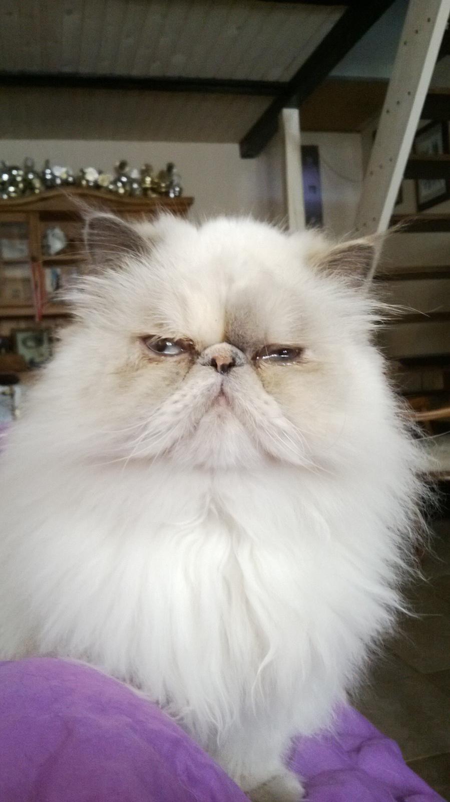 Colorpoint Babalou's Ally - smuksak..❤️ billede 10