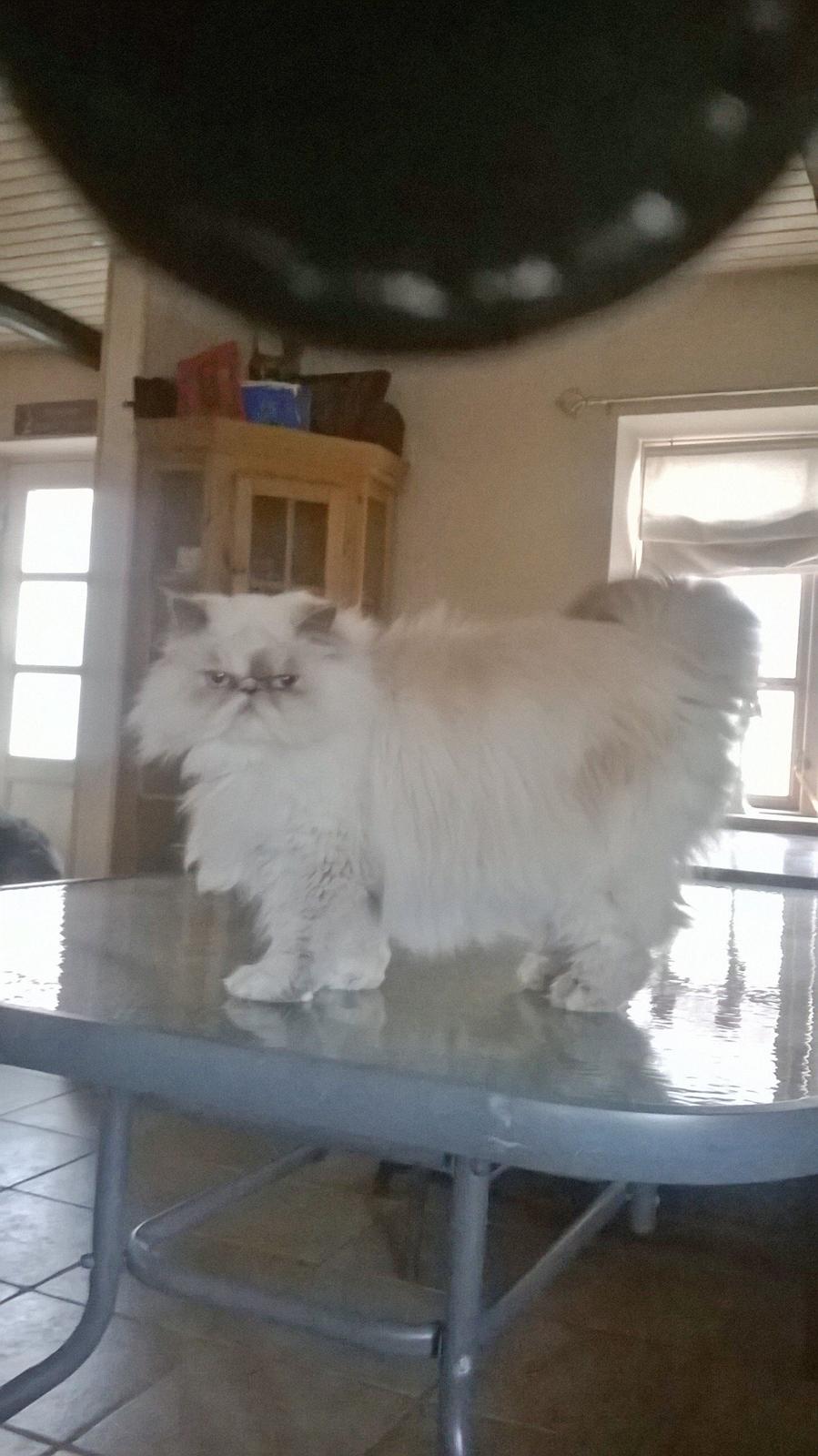 Colorpoint Babalou's Ally billede 12