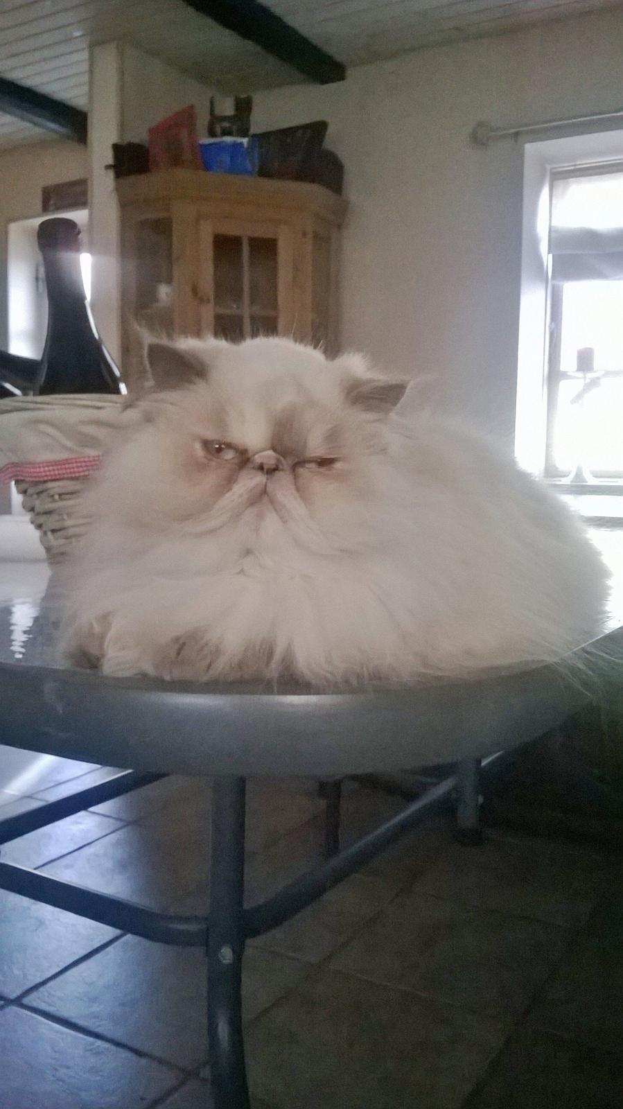 Colorpoint Babalou's Ally billede 13