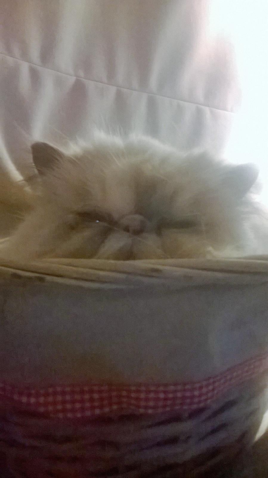 Colorpoint Babalou's Ally - tittit billede 14