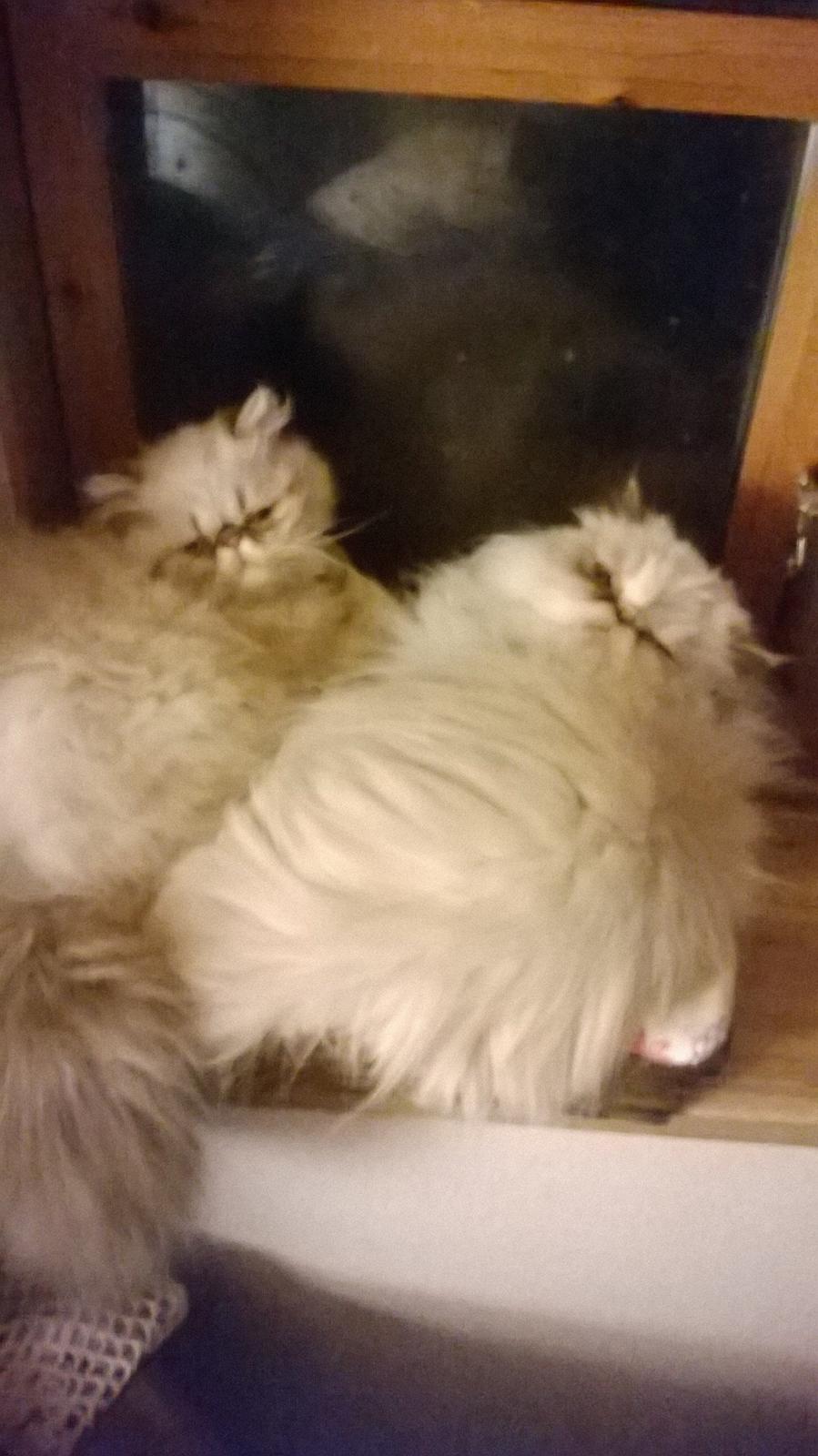 Colorpoint Babalou's Ally - Ally og Freja 💞 billede 15