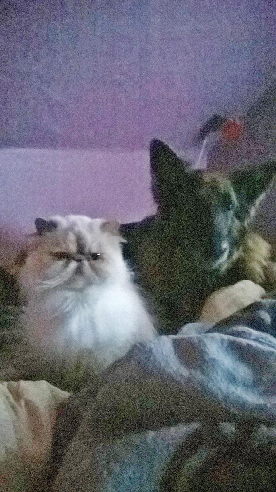 Colorpoint Babalou's Ally - Ally og Sprite hygger i sengen ...🐾 billede 16