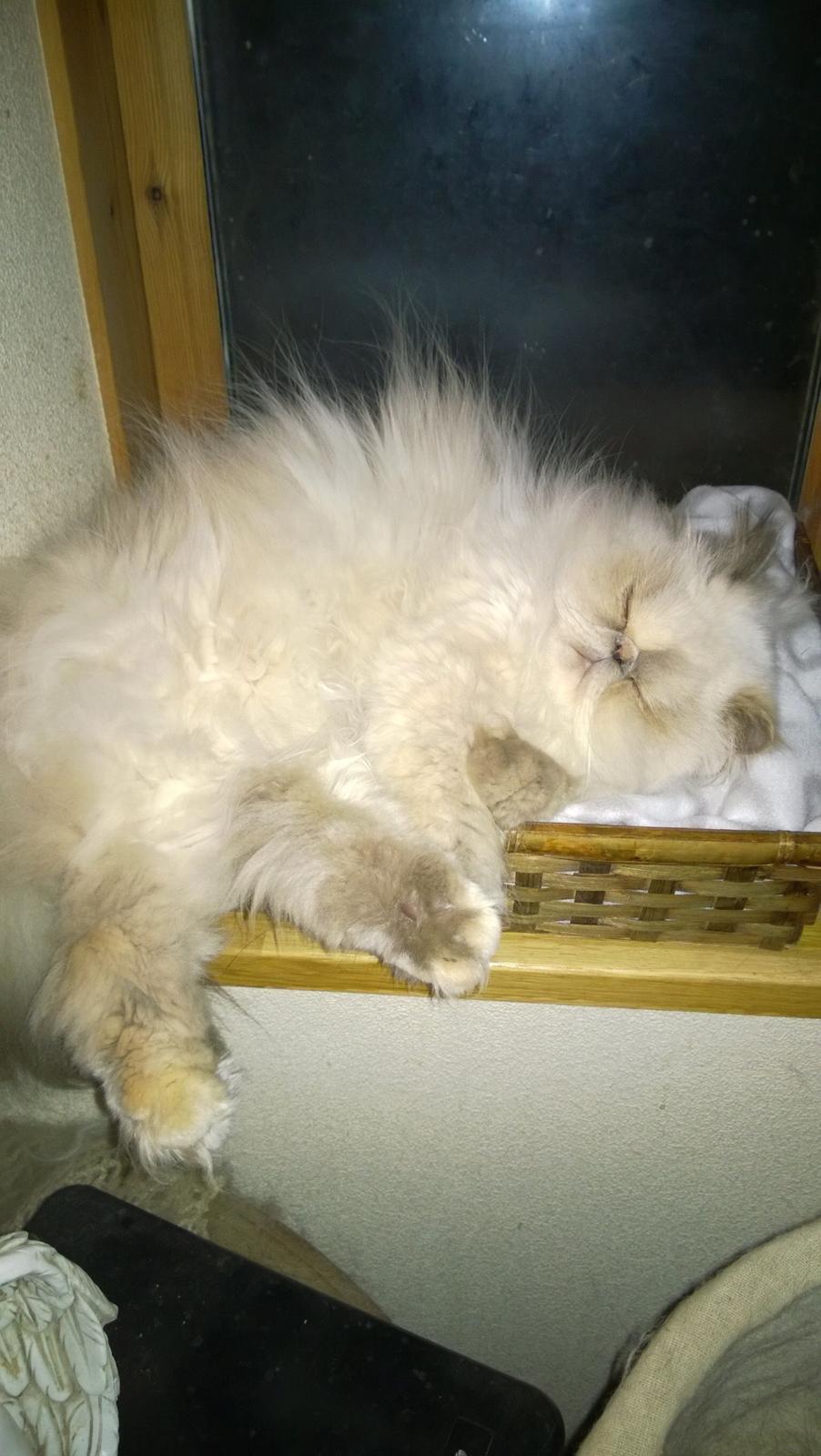 Colorpoint Babalou's Ally - så lækker selv når hun sover 💖 billede 18