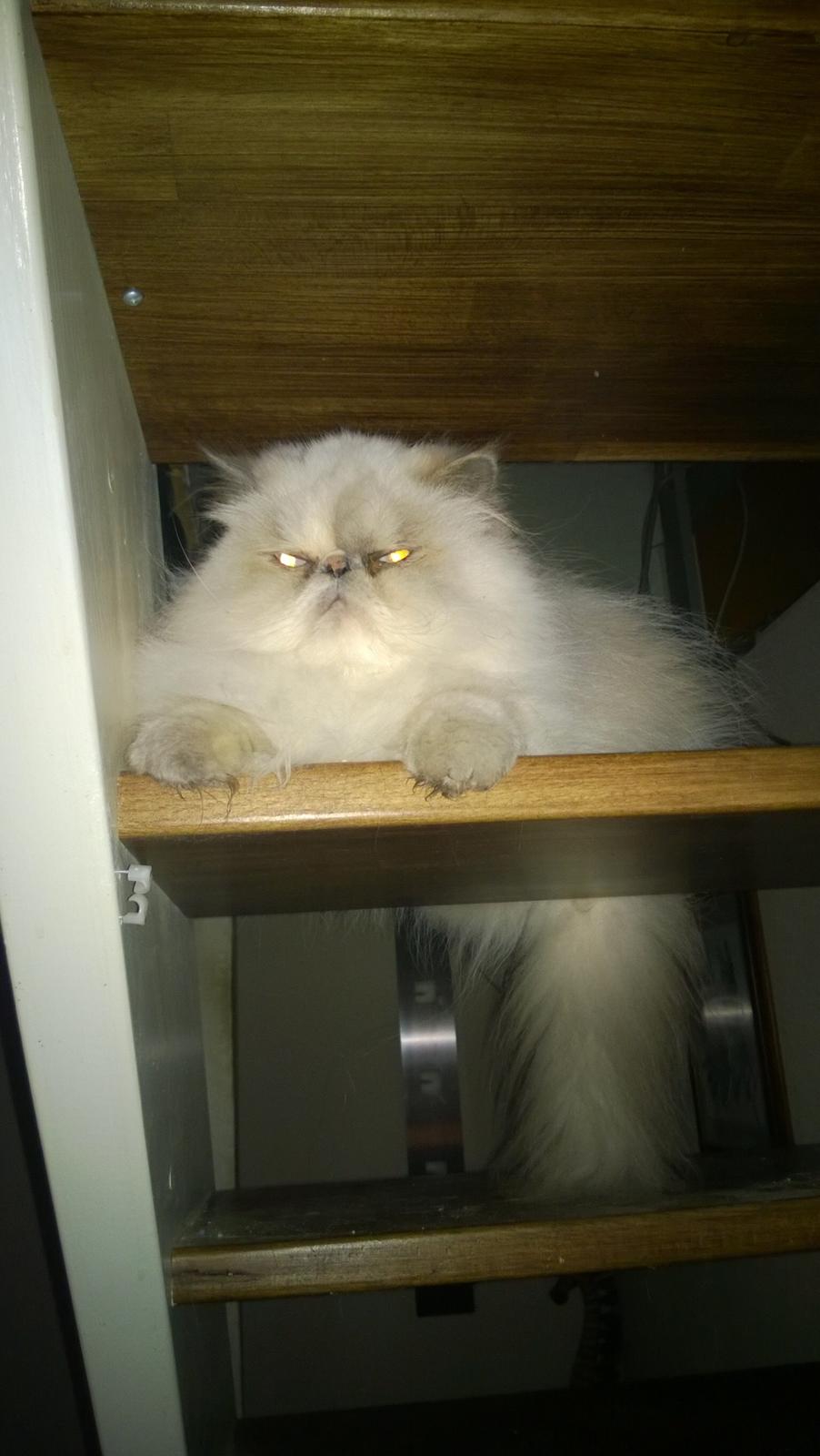 Colorpoint Babalou's Ally - trappe vogter 😉 billede 19