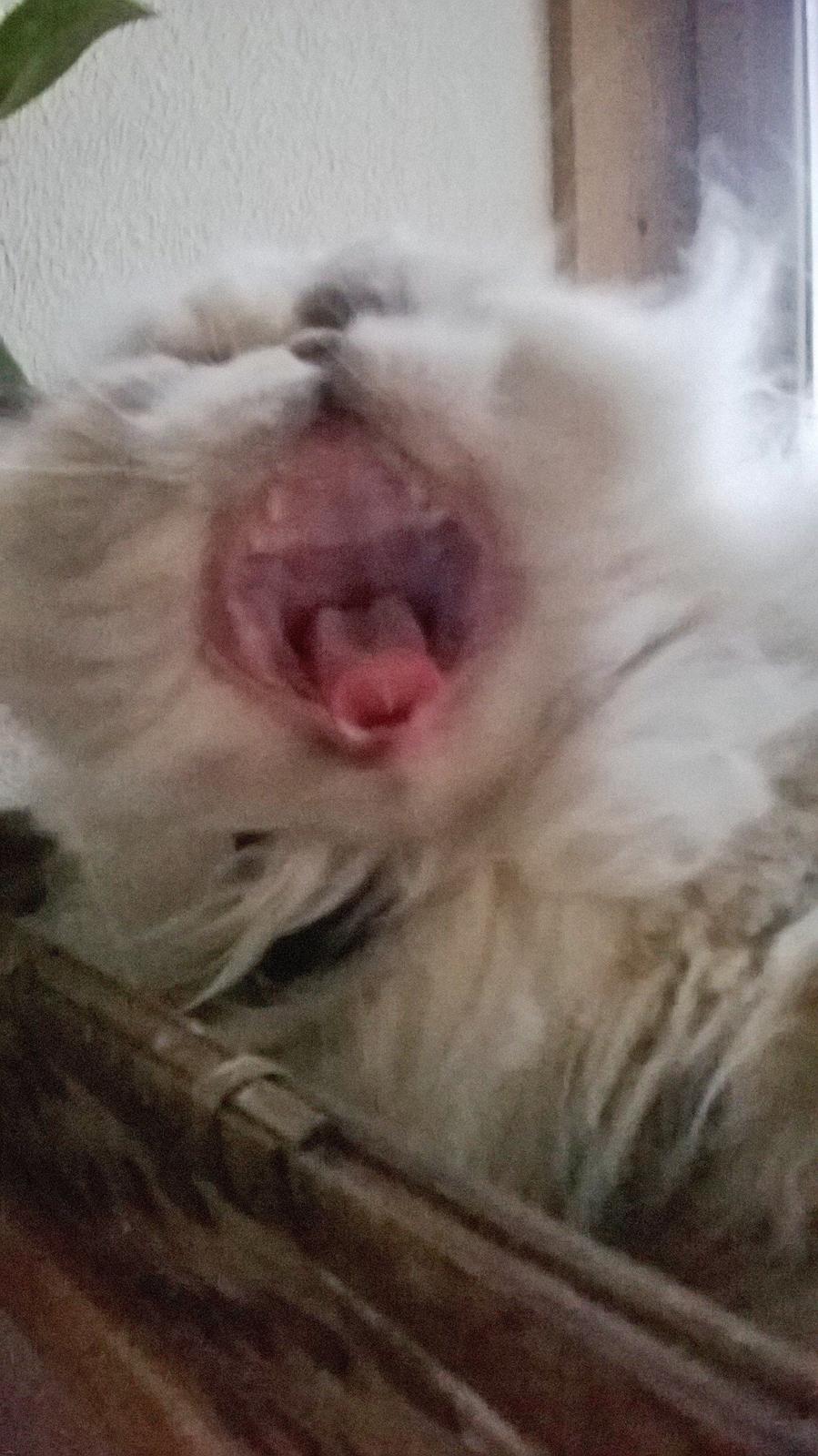 Colorpoint Babalou's Ally - mor's farlige løve 😉❤️ billede 11