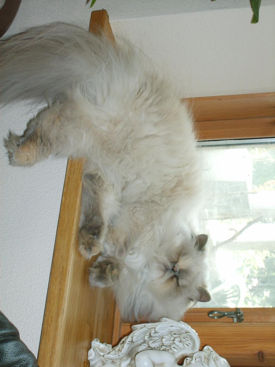 Colorpoint Babalou's Ally - Smukke Ally.... billede 1