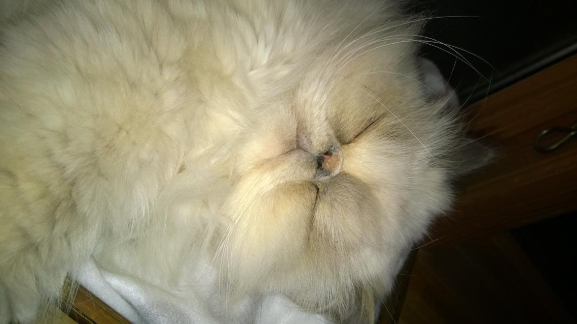 Colorpoint Babalou's Ally - dejligt lille putte ansigt ❤️❤️ billede 17