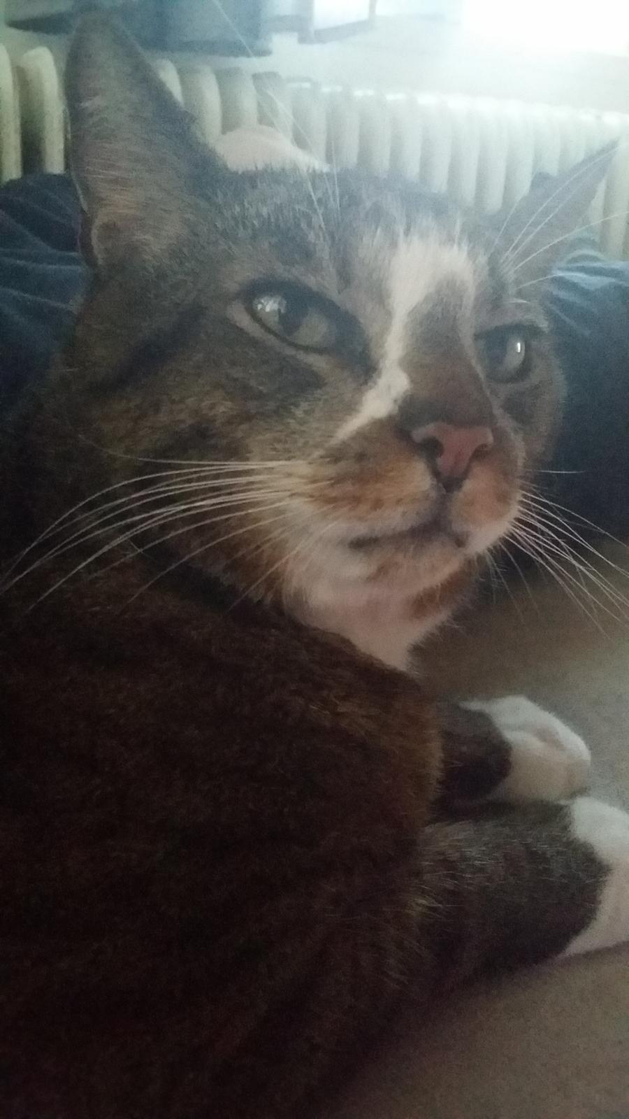 Huskat Oskar billede 1