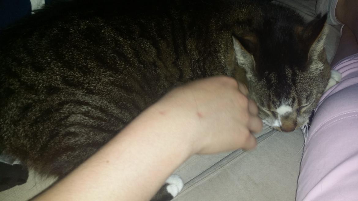 Huskat Oskar billede 2