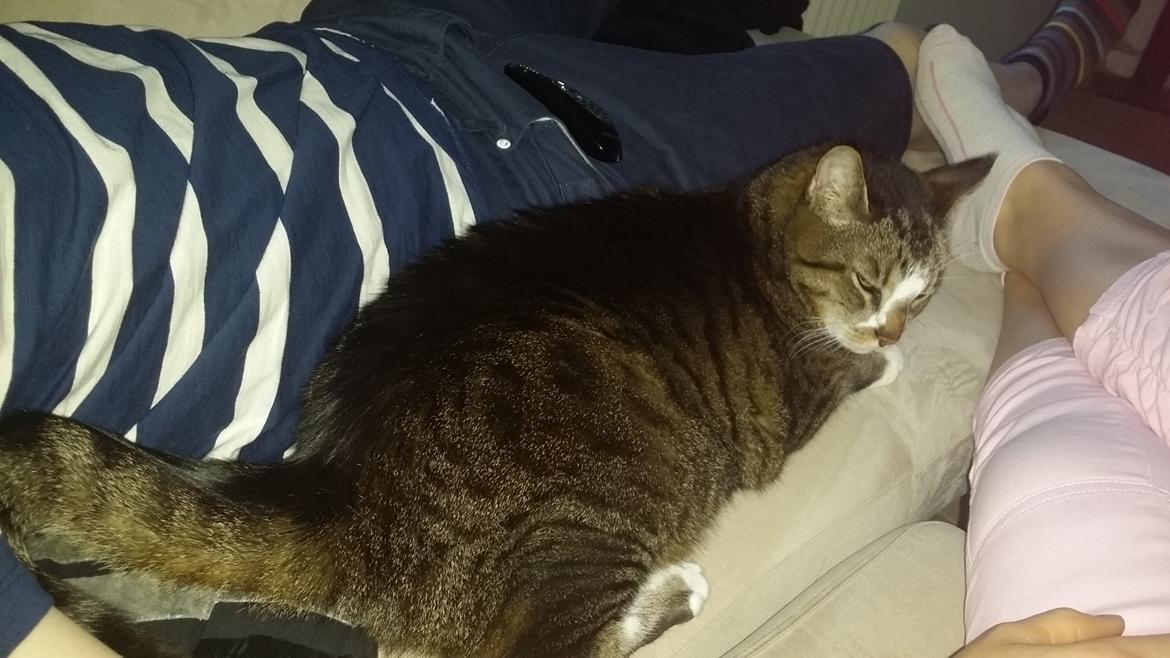 Huskat Oskar billede 3