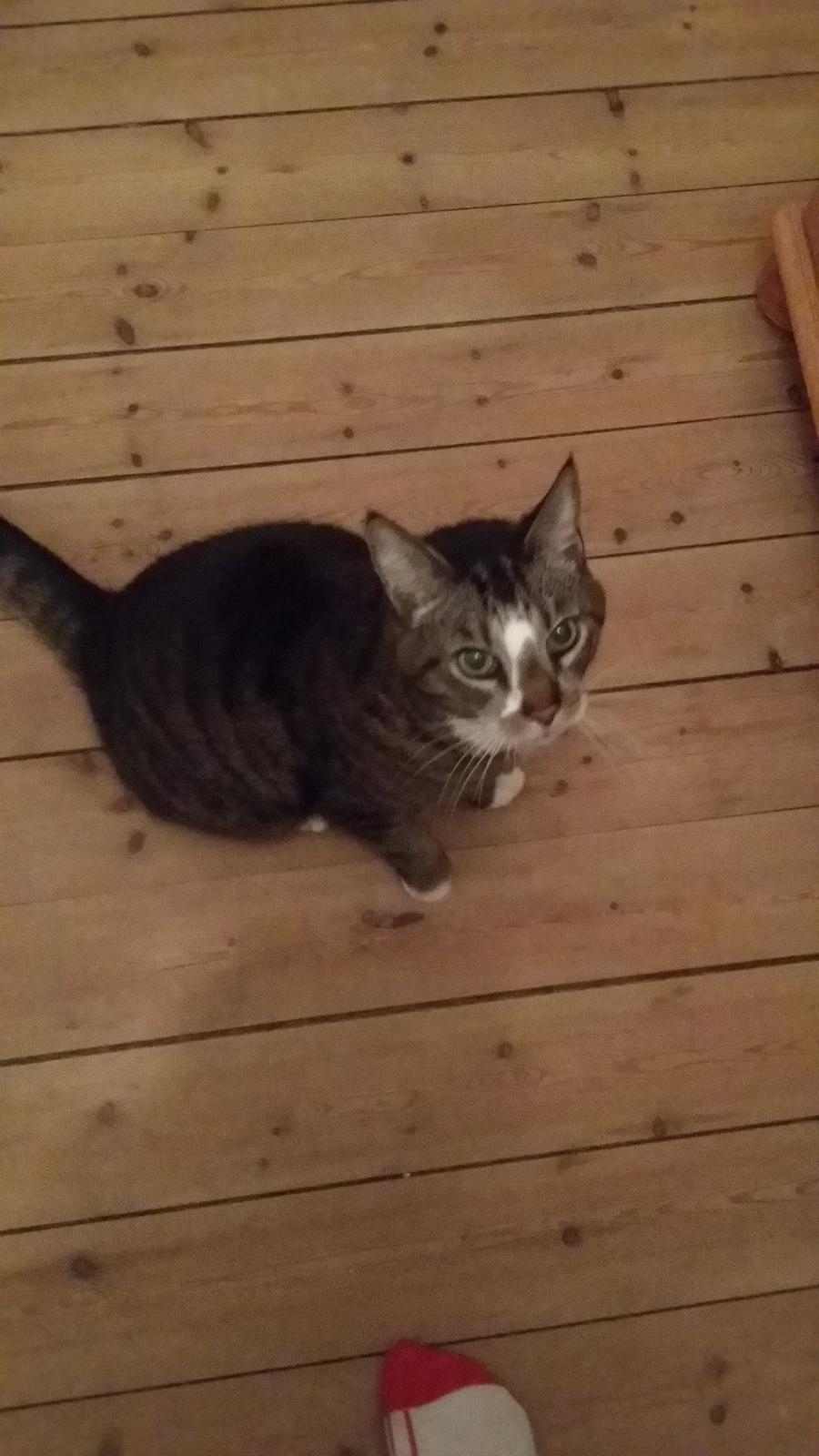 Huskat Oskar billede 4