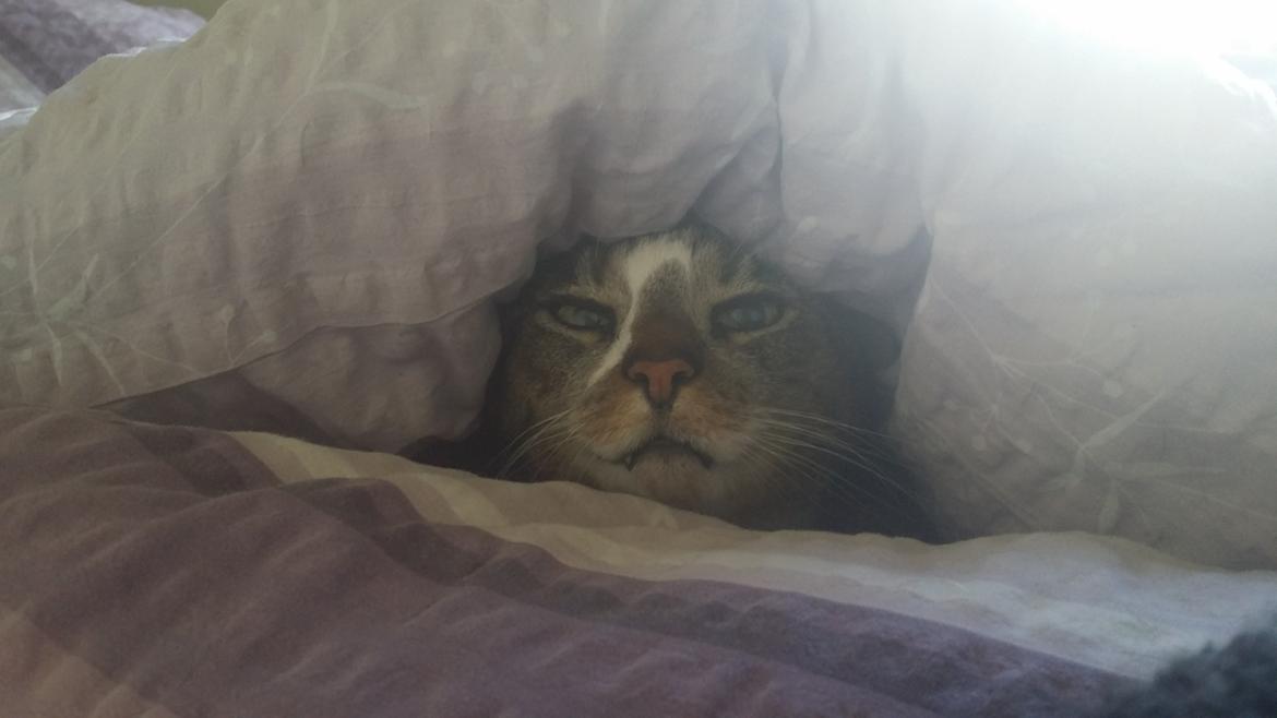 Huskat Oskar billede 5