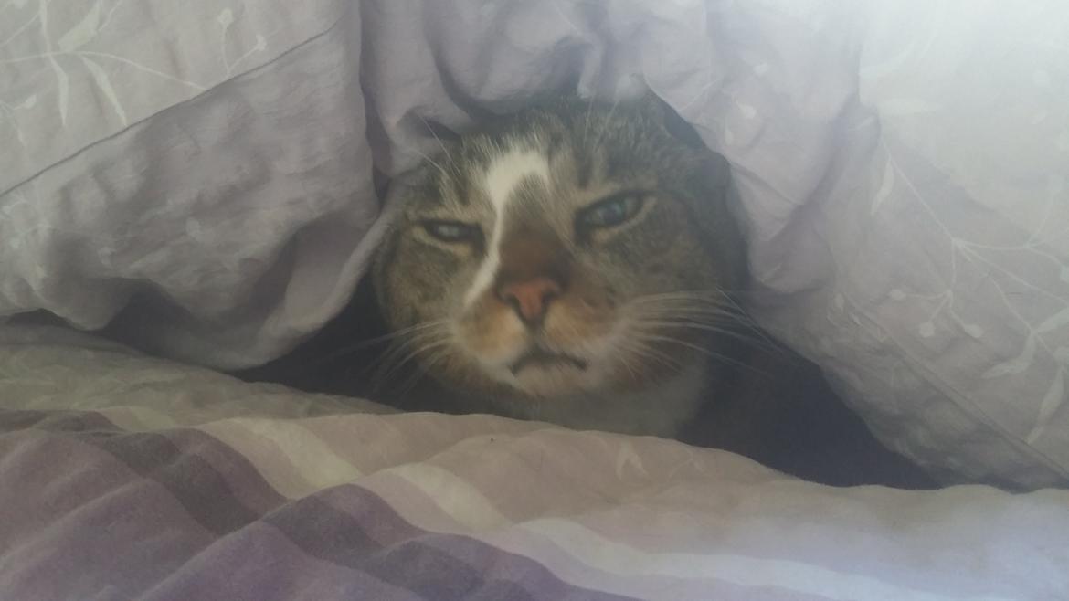 Huskat Oskar billede 6