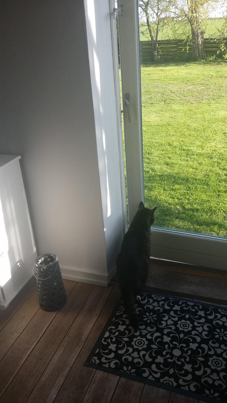 Huskat Oskar billede 7