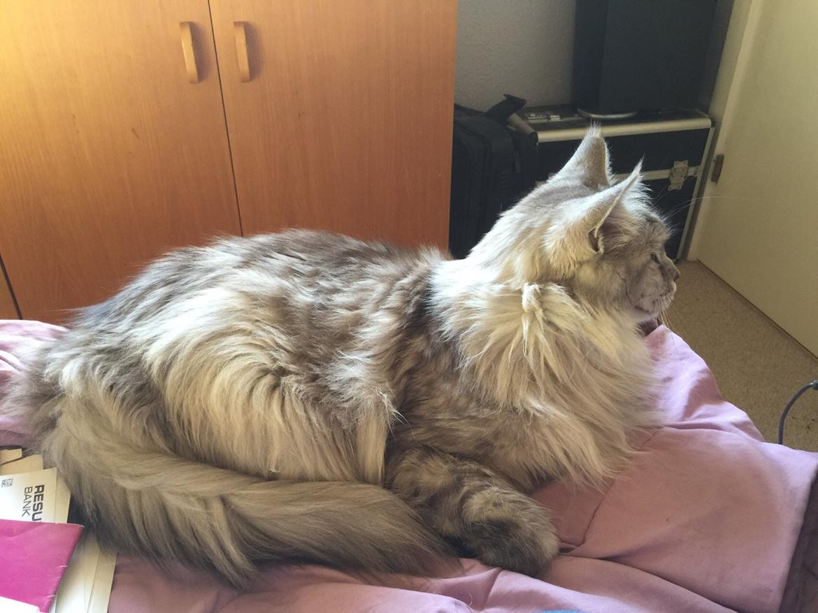Maine Coon (Thor) Amistia Glowing Silver billede 31