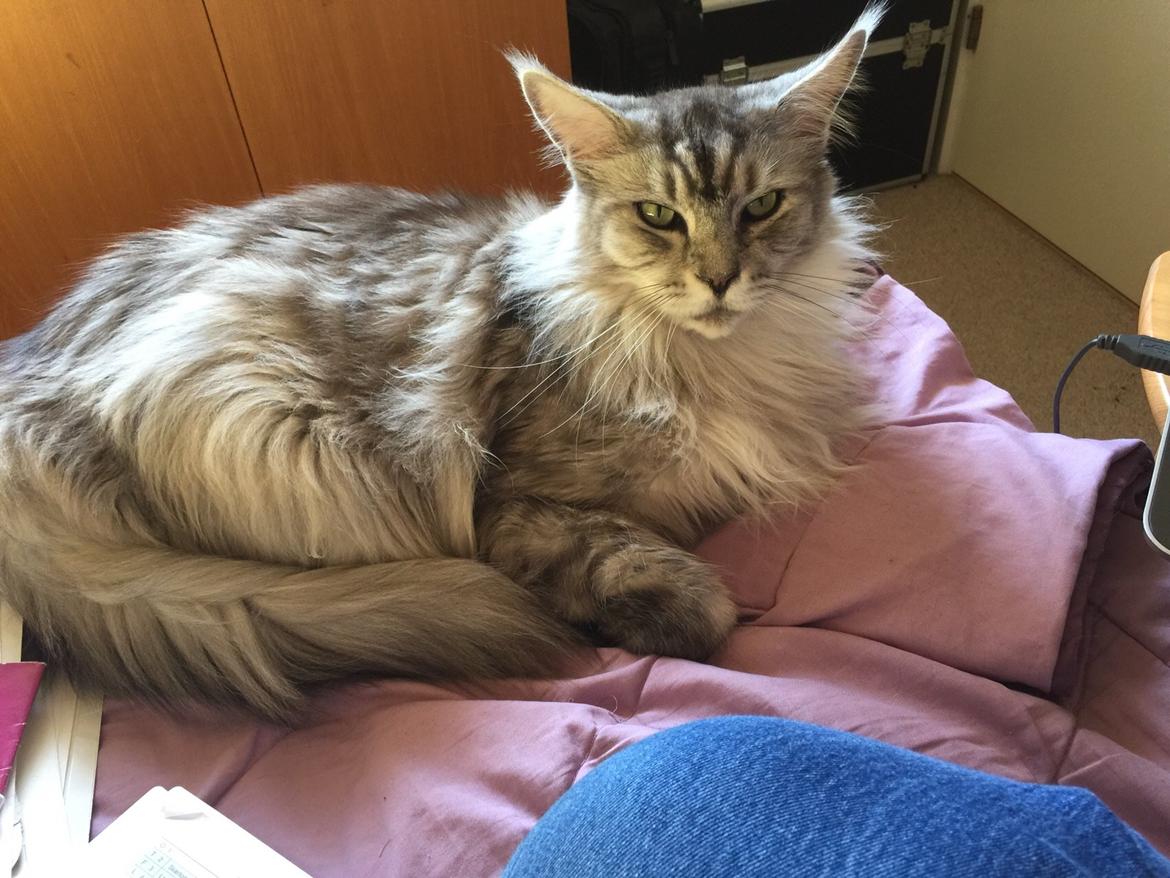 Maine Coon (Thor) Amistia Glowing Silver billede 32
