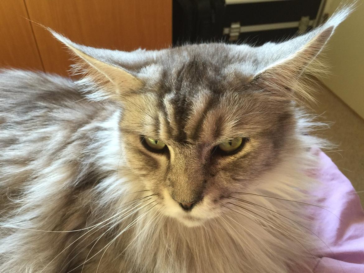 Maine Coon (Thor) Amistia Glowing Silver billede 33