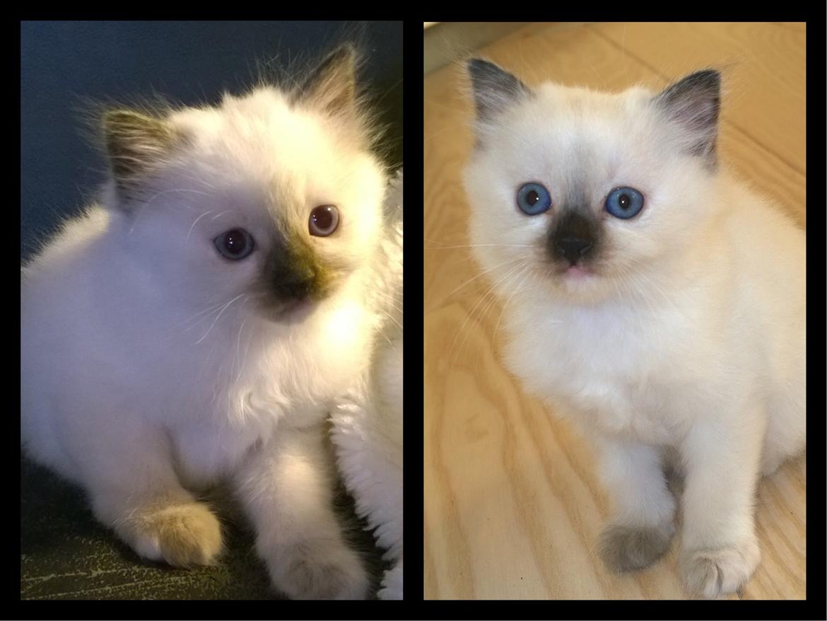 Blanding af racer Esther billede 1