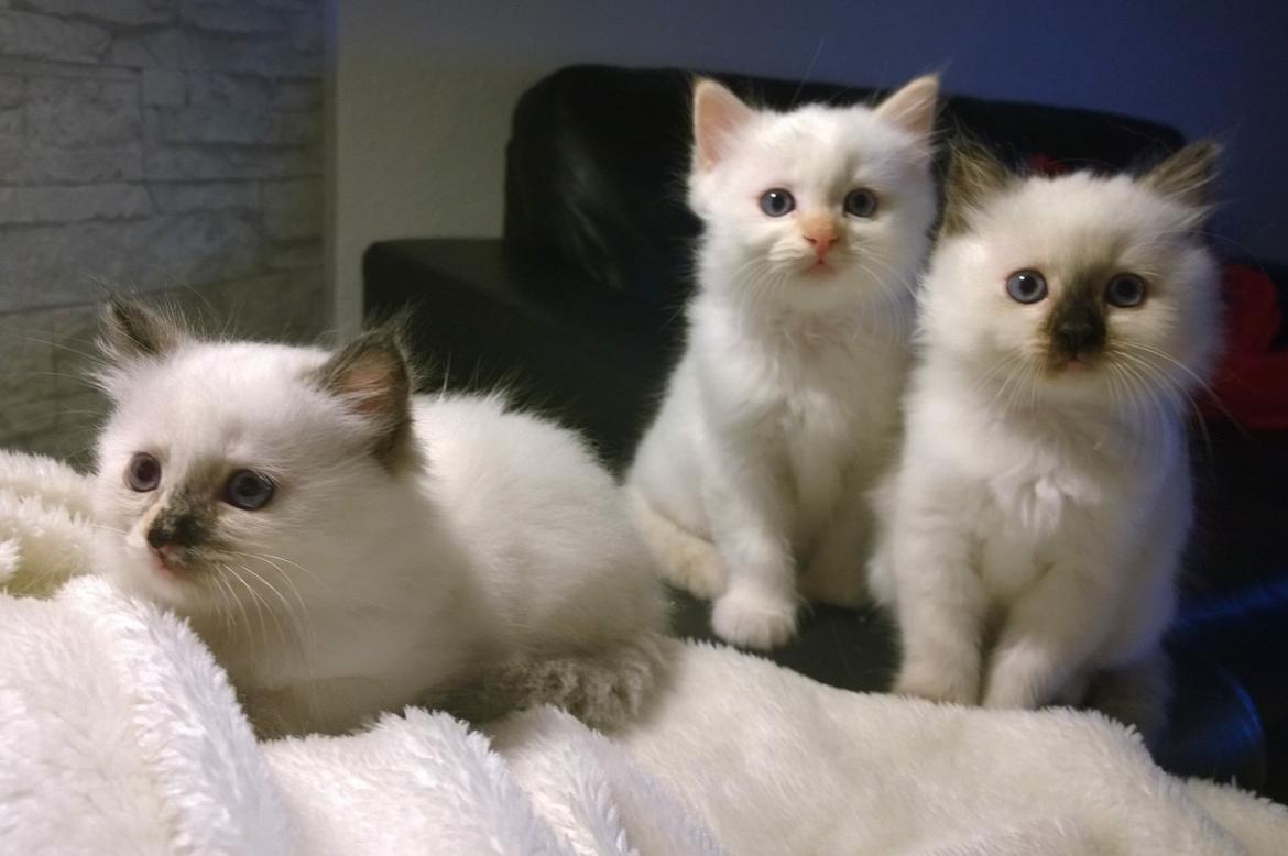 Blanding af racer Esther billede 3