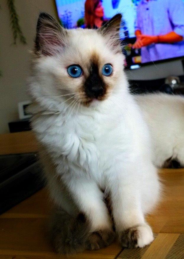 Blanding af racer Esther billede 4