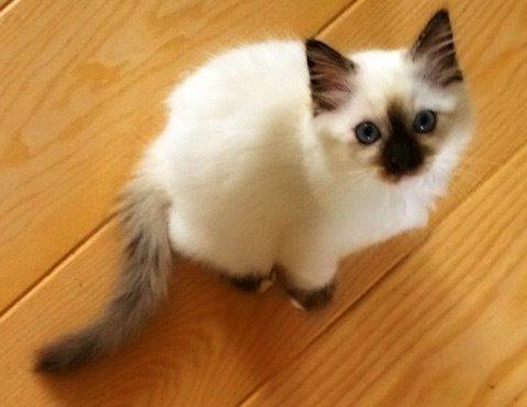 Blanding af racer Esther billede 5