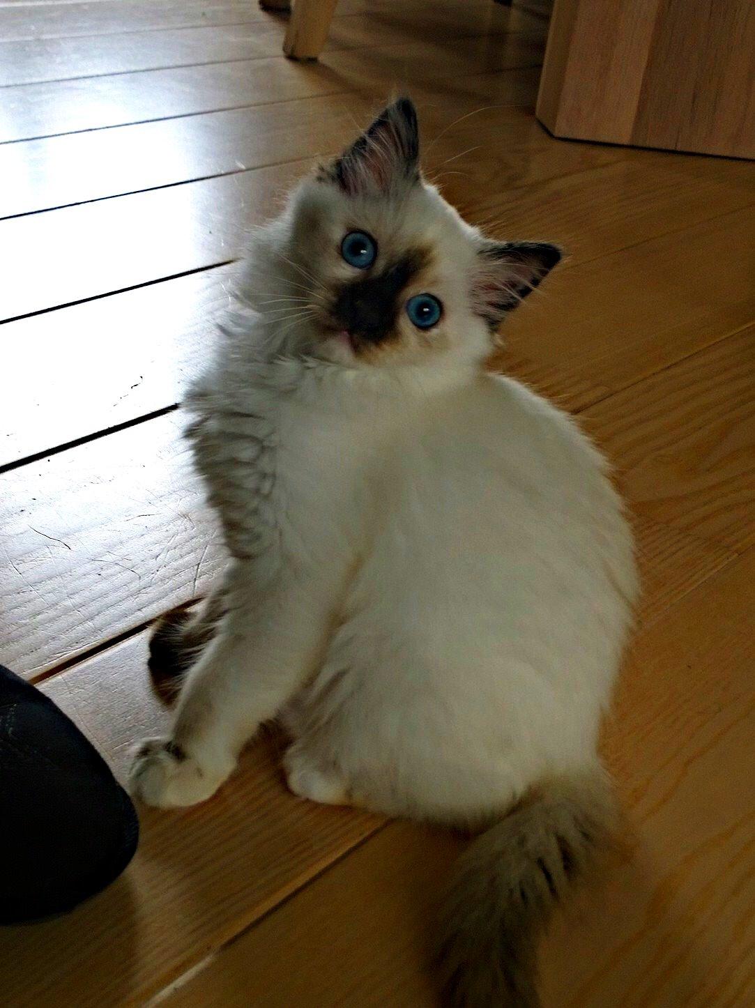 Blanding af racer Esther billede 6