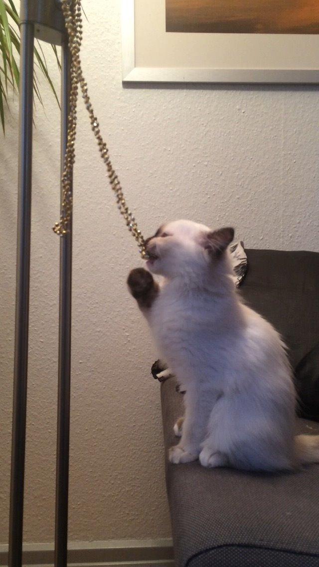 Blanding af racer Esther billede 7