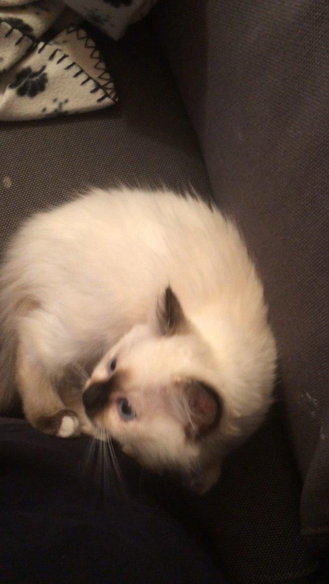 Blanding af racer Esther billede 8