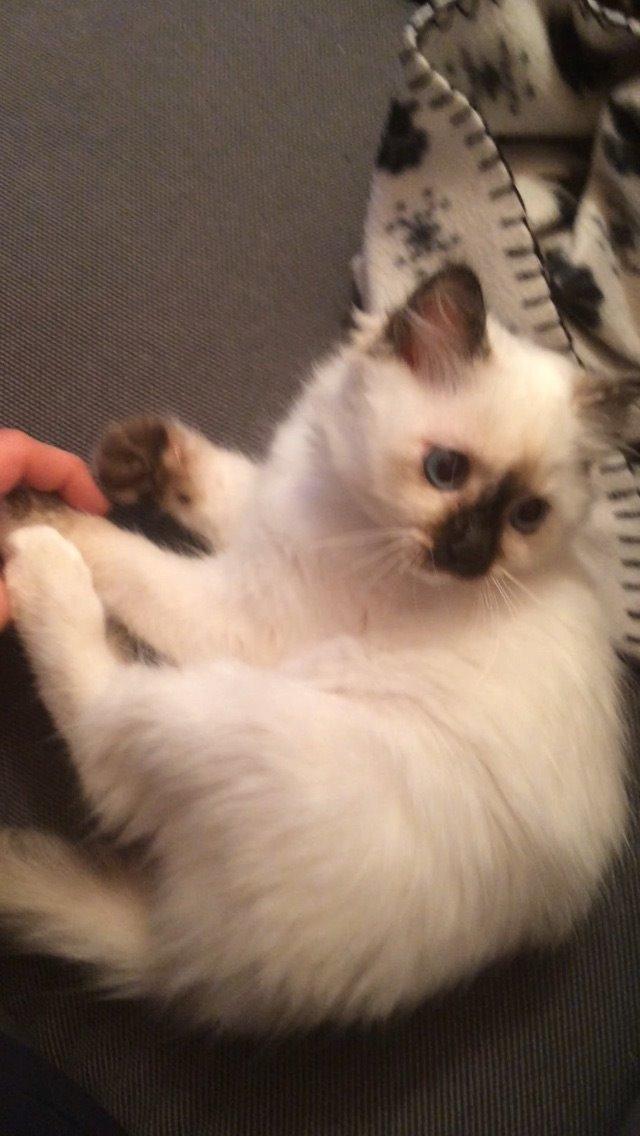 Blanding af racer Esther billede 9