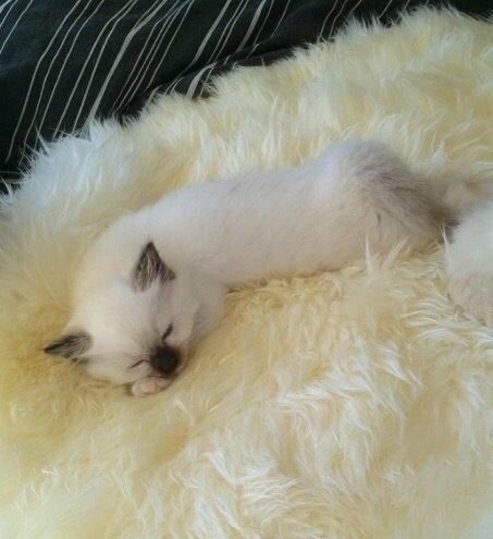 Blanding af racer Esther billede 2