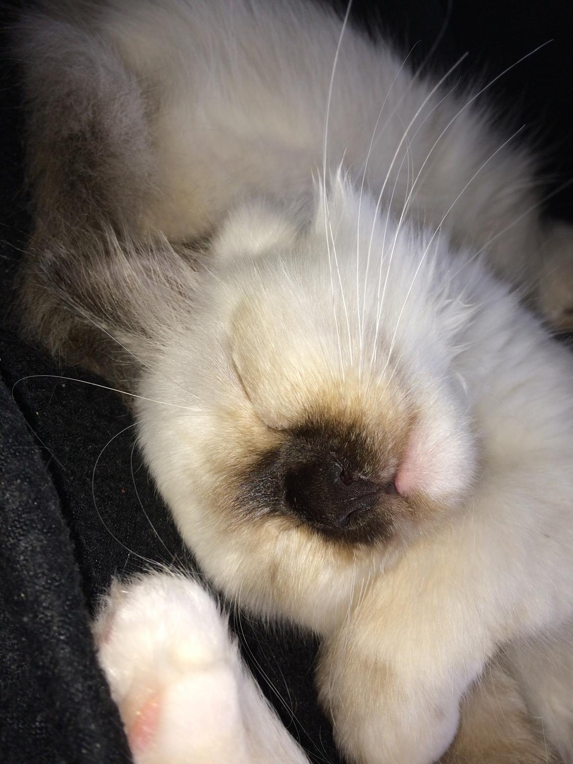 Blanding af racer Esther billede 11