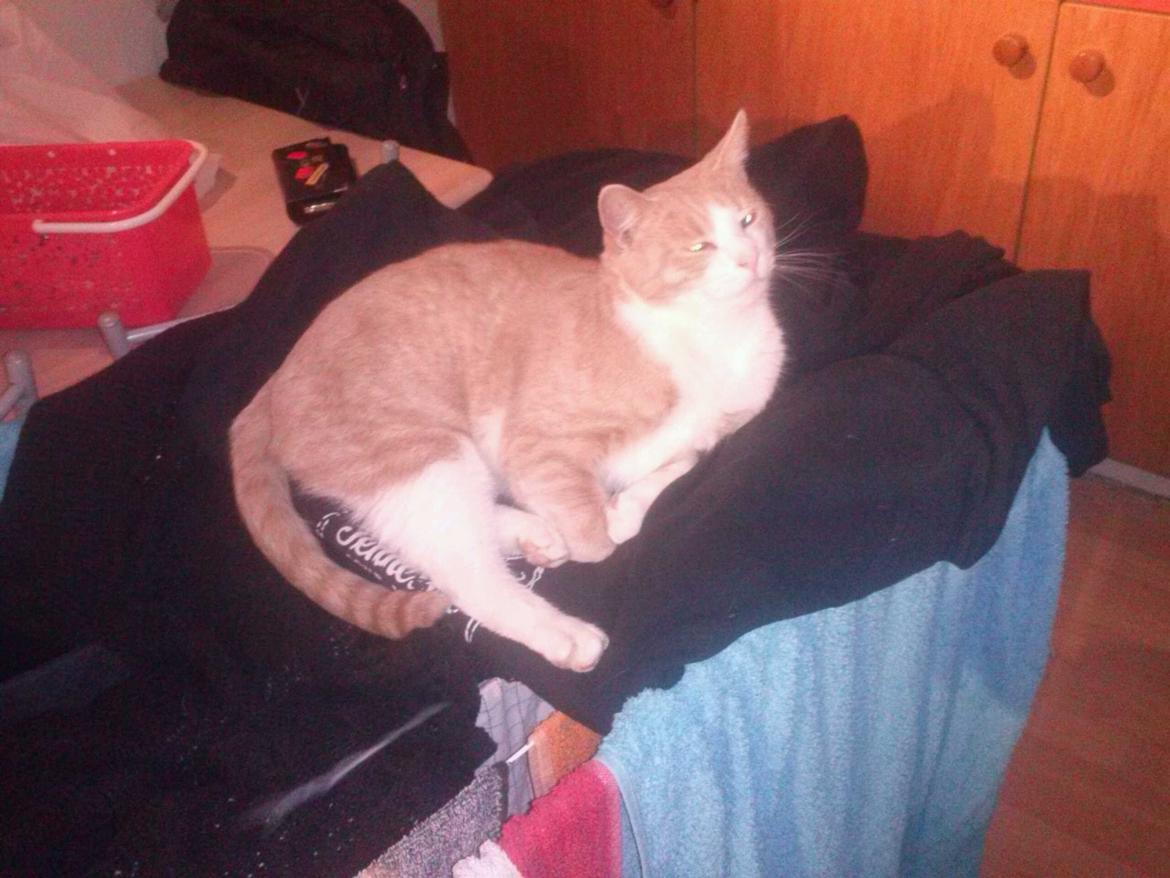 Huskat spiderman billede 1