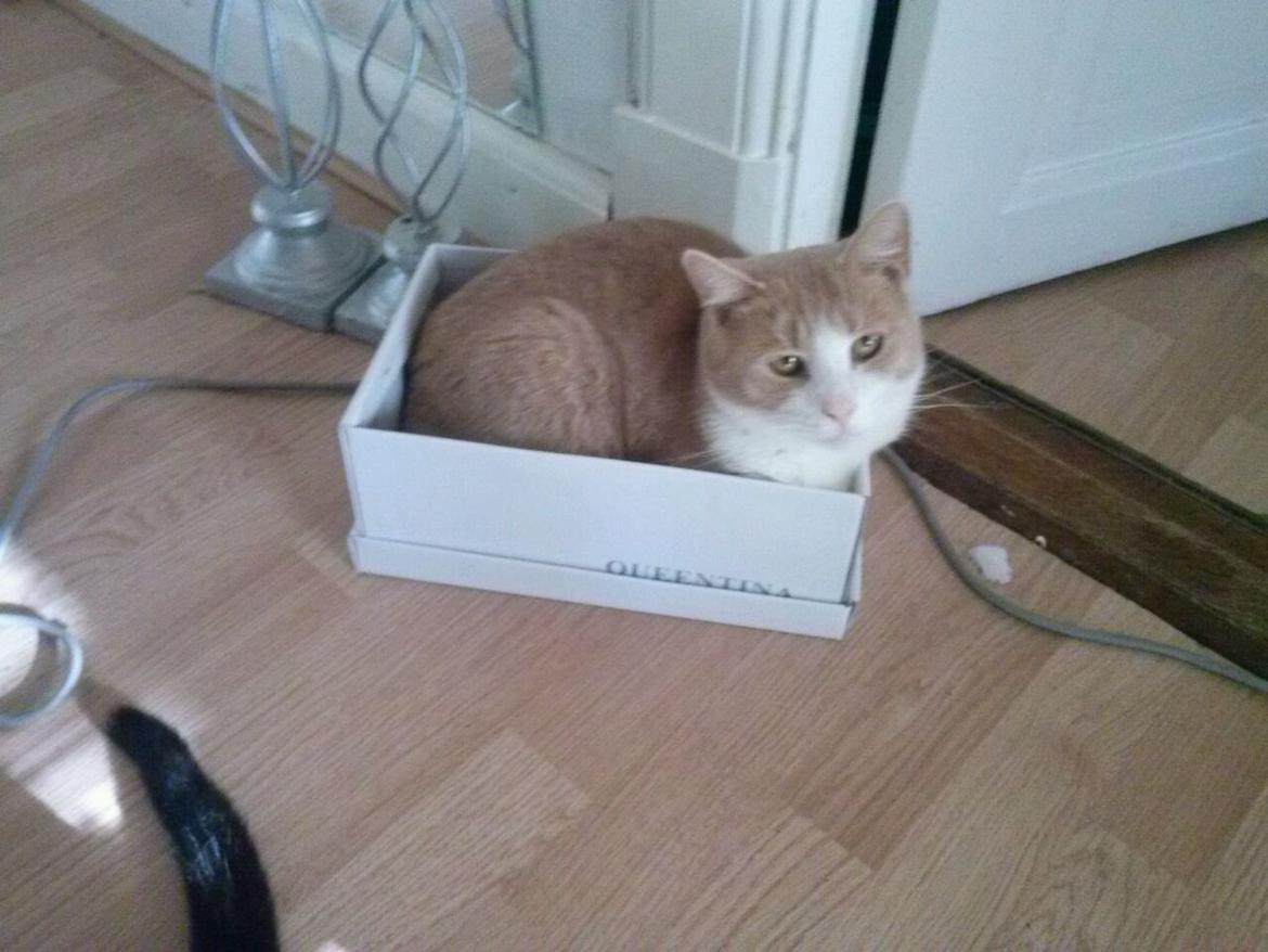 Huskat spiderman billede 2