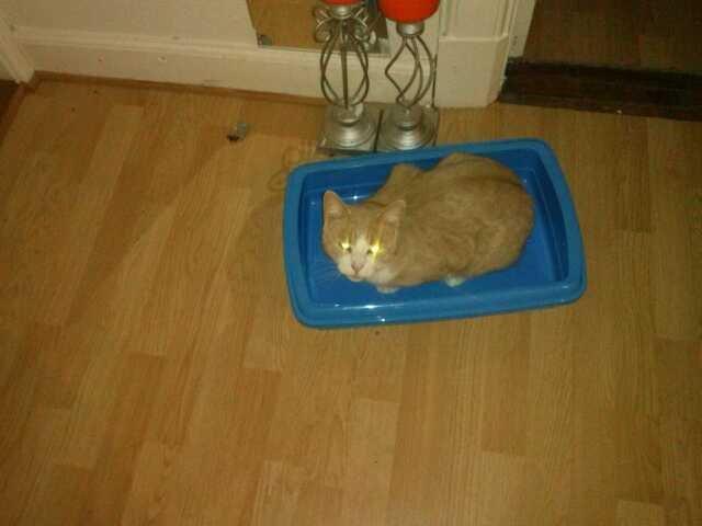 Huskat spiderman billede 4