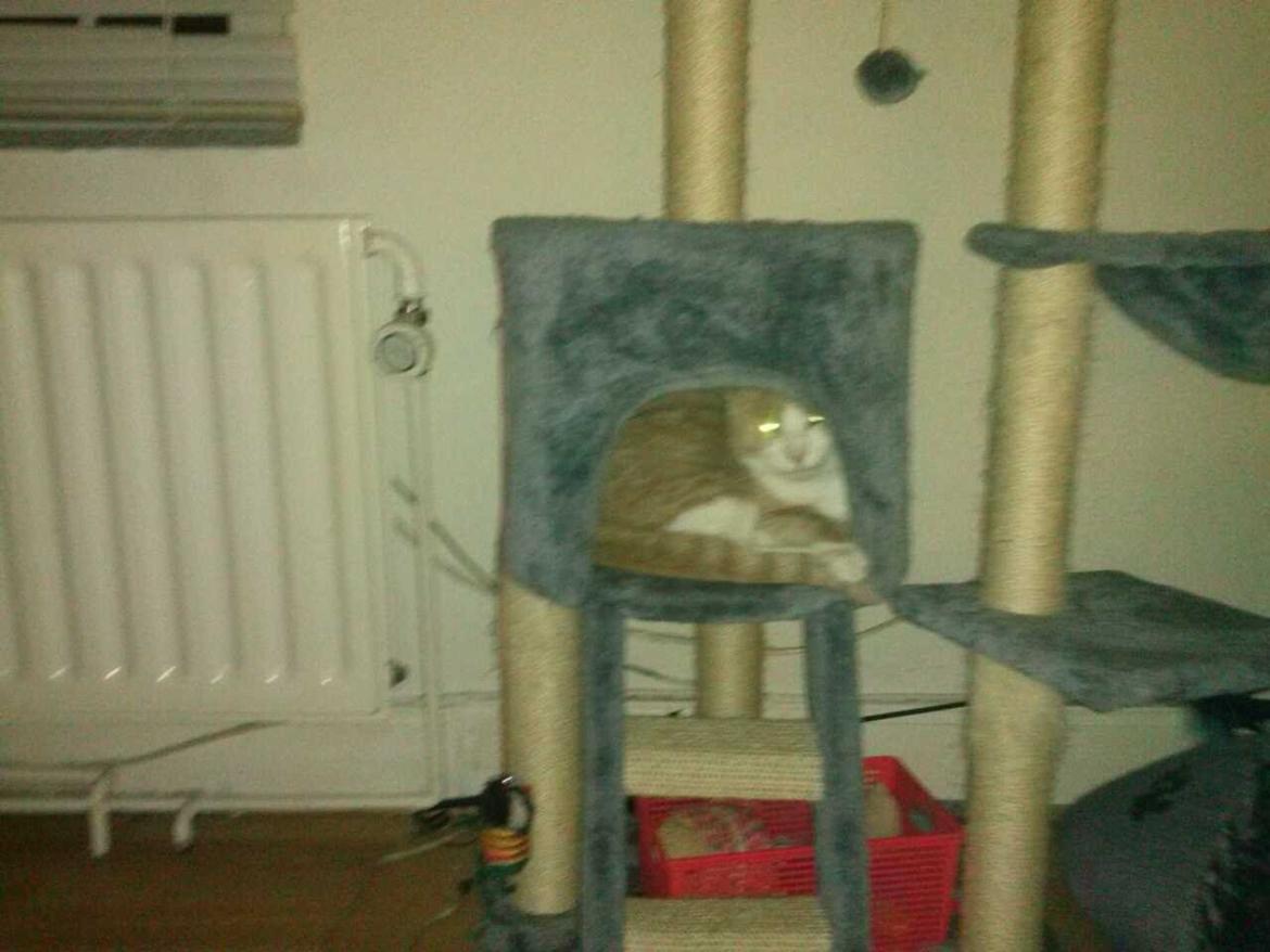 Huskat spiderman billede 5