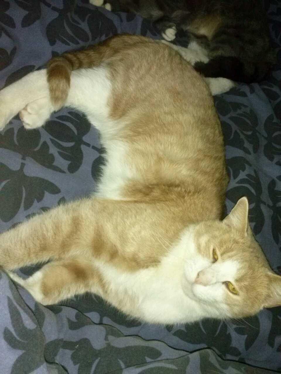 Huskat spiderman billede 3