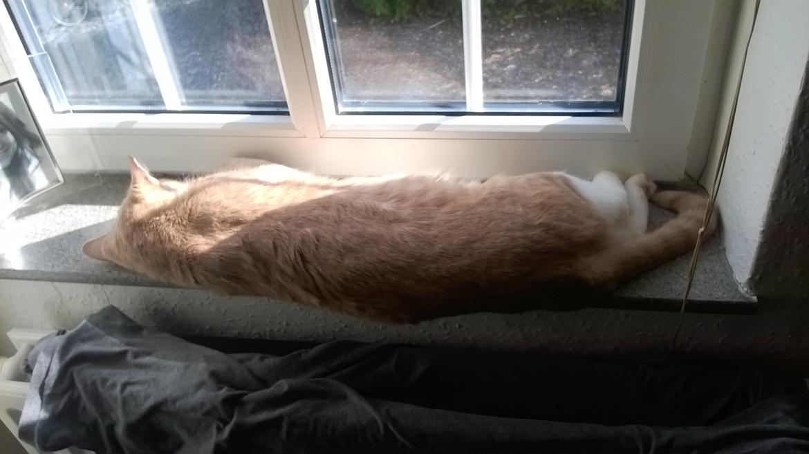 Huskat spiderman billede 7