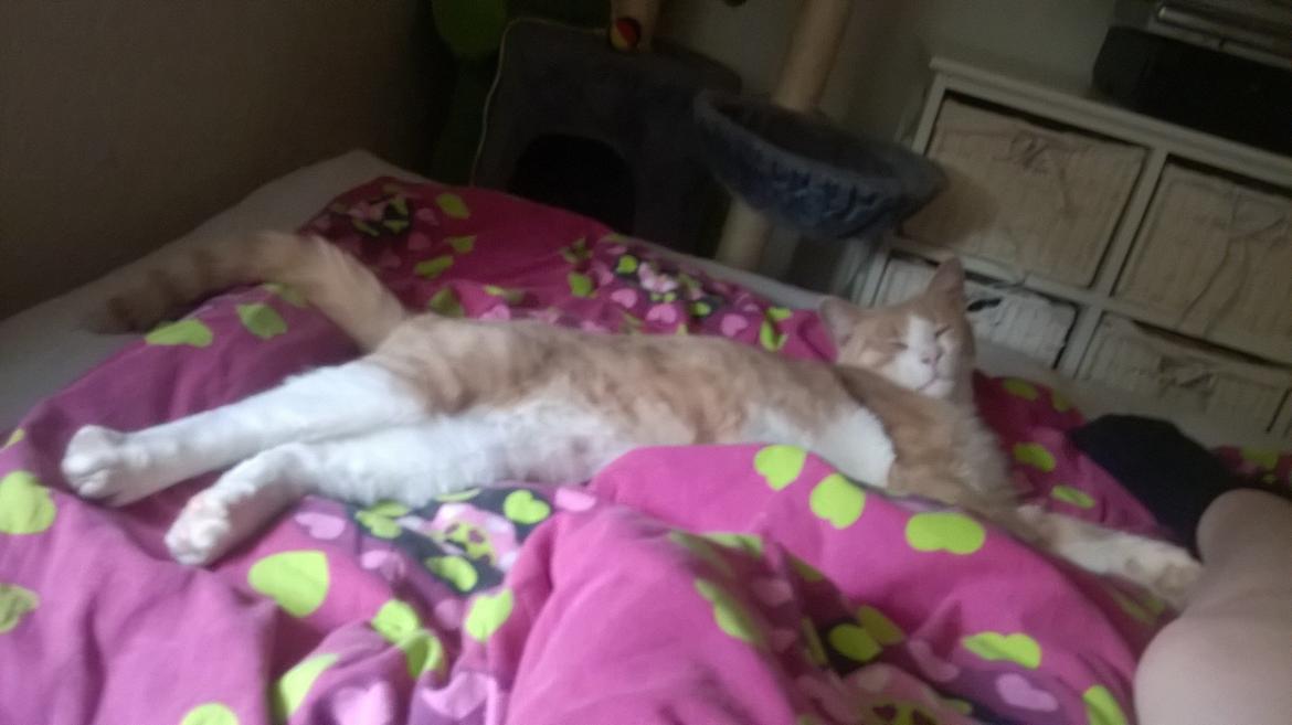 Huskat spiderman billede 8