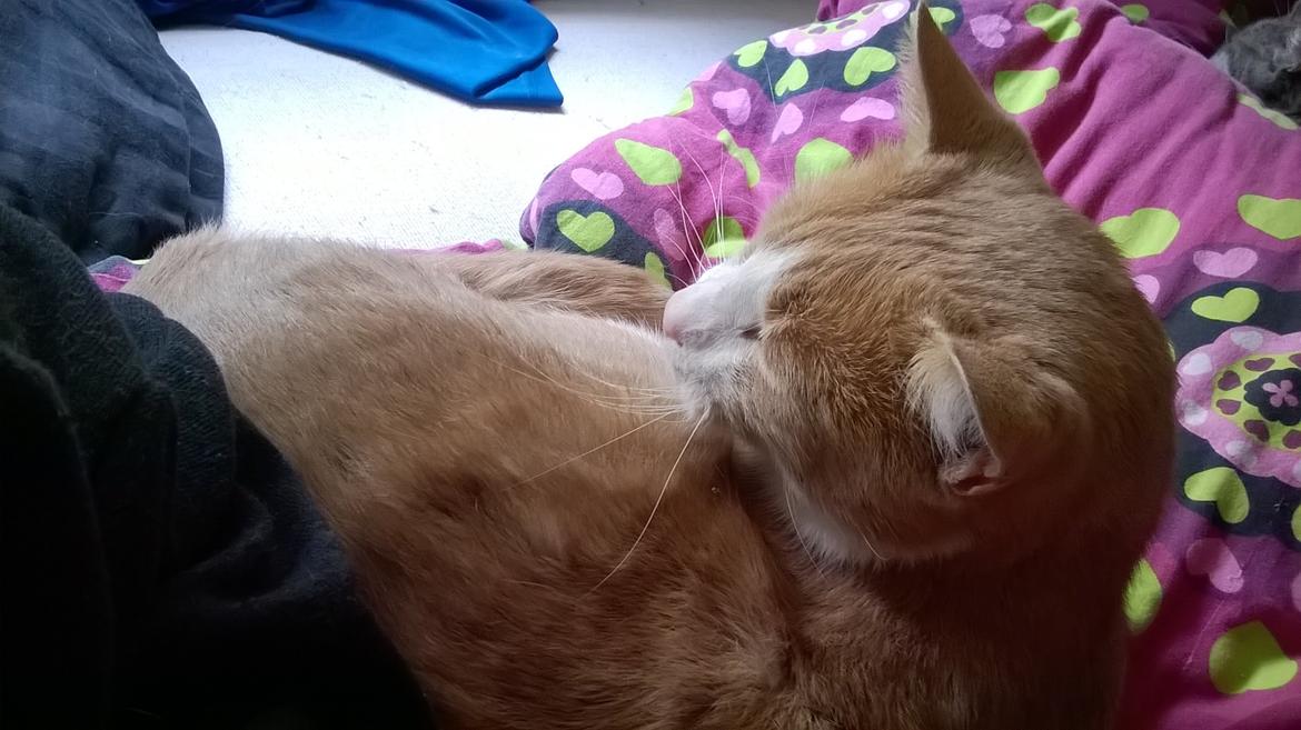 Huskat spiderman billede 9