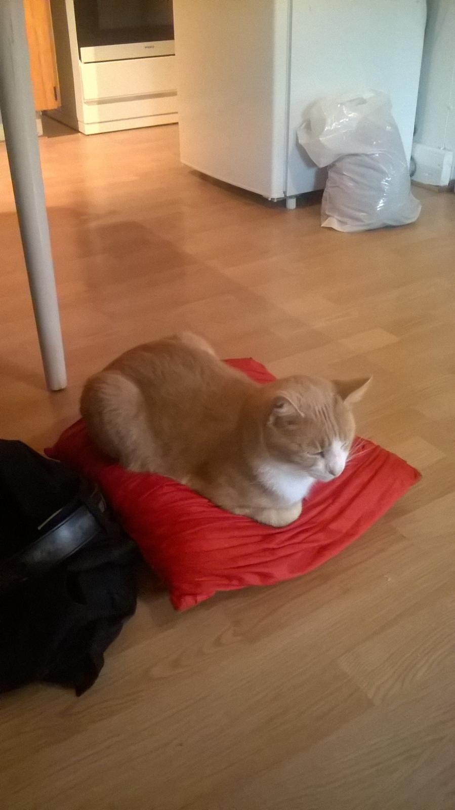 Huskat spiderman billede 10